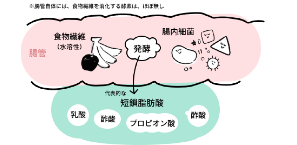 益生菌的發酵反應能生產醋酸