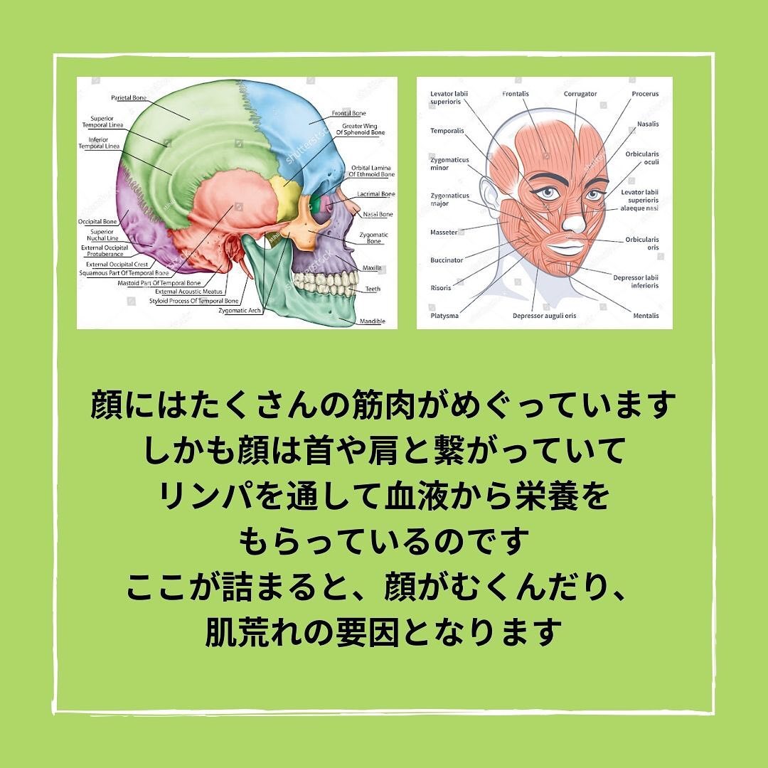 臉部肌肉與骨骼構造圖