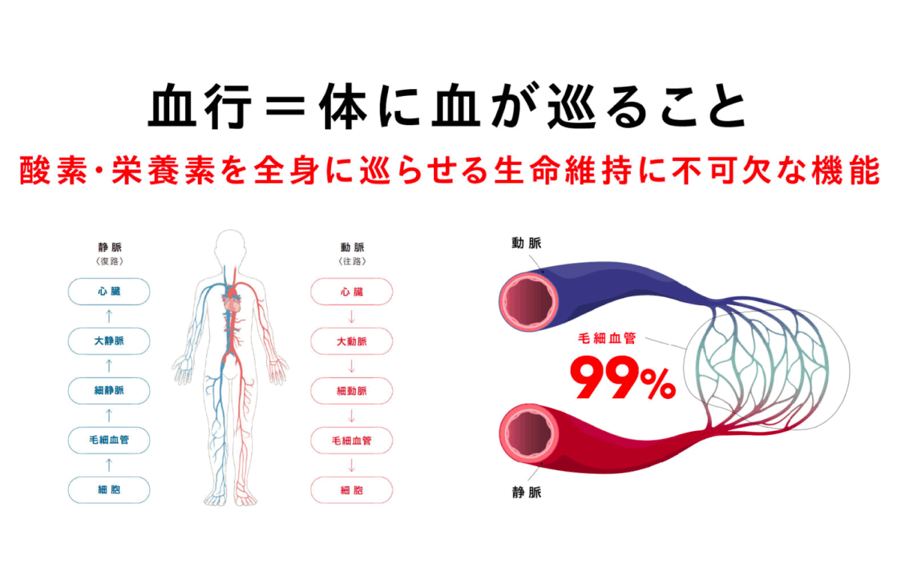 血管負責輸送血液到身體角落