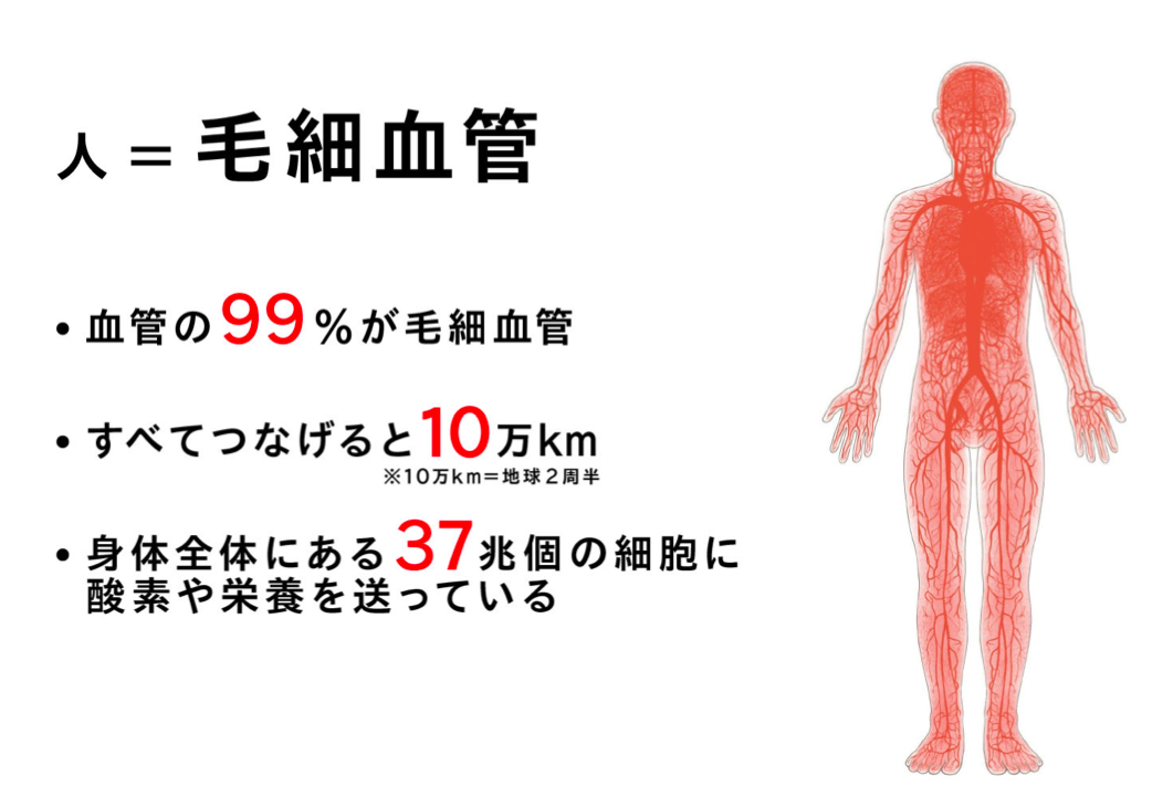 人體有約99%為毛細血管