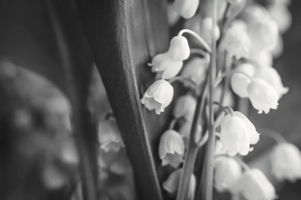 日本香氛品牌「more room」鈴蘭香味