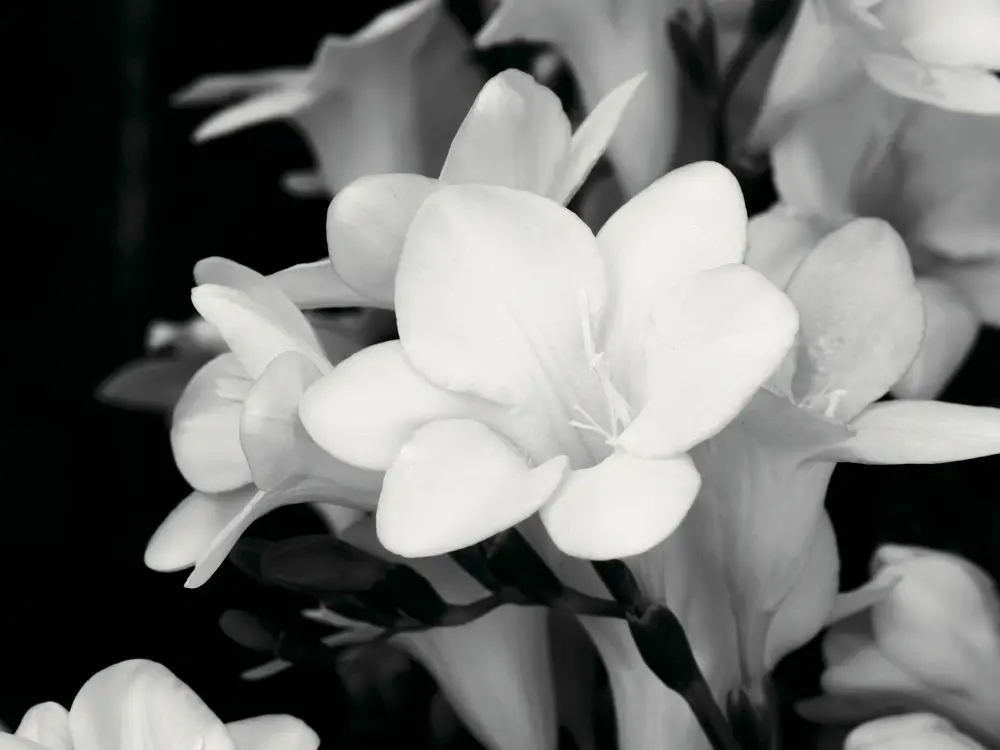 日本香氛品牌「more room」小蒼蘭香味