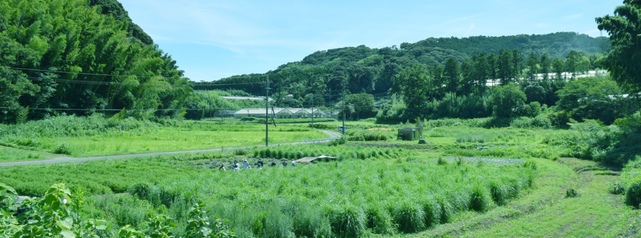 日本 LIHAW面膜 自家農園「PYURU農園」